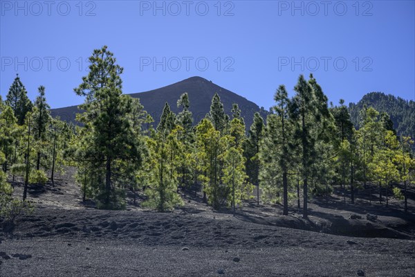 Canary island pine