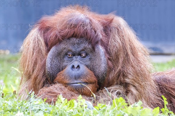 Bornean orangutan