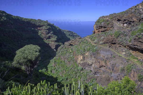 Canary canary islands dragon tree