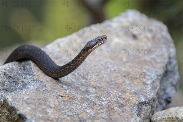 Common european viper