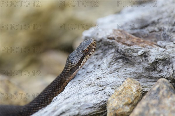 Common european viper