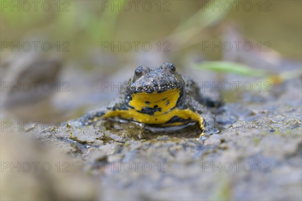 Yellow-bellied toad