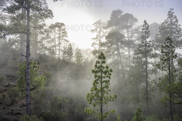 Clouds of mist drift over the forest of Canary Island canary island pine