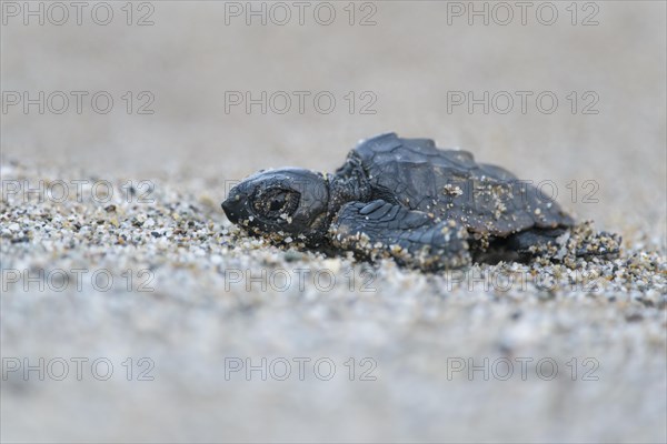 Loggerhead sea turtle