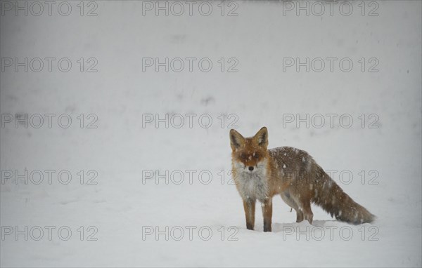 Red fox