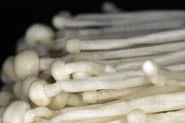 Edible enoki mushroom or flammulina