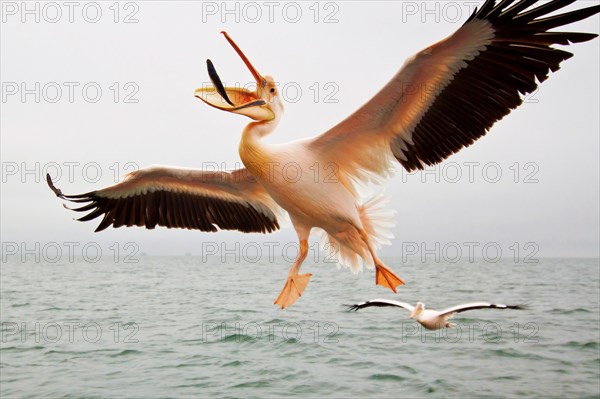 Great white pelican