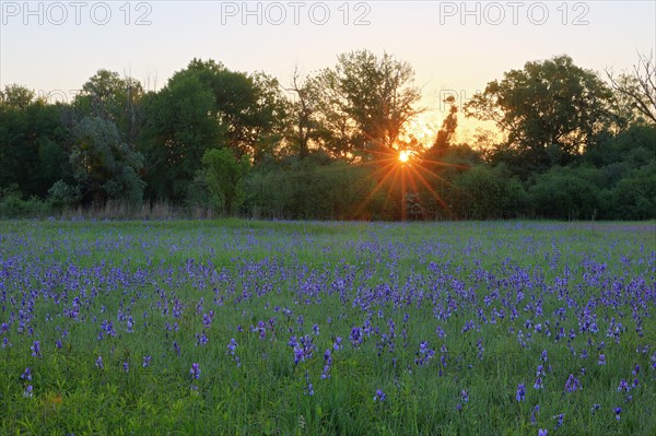 Siberian iris