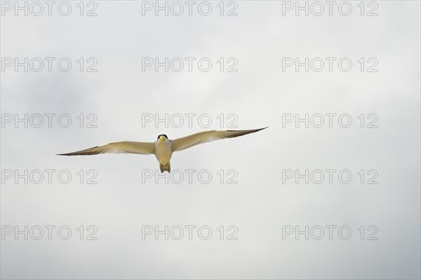 Large-billed tern