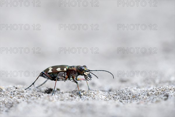 Dune Sand Beetle