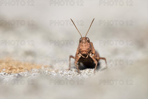 Blue-winged grasshopper