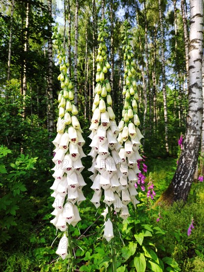 White common foxglove