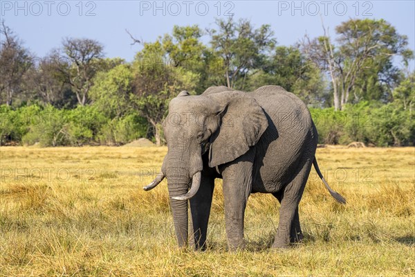 African elephant