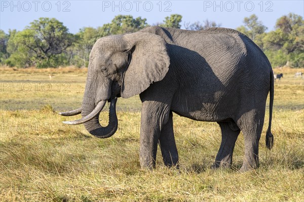 African elephant