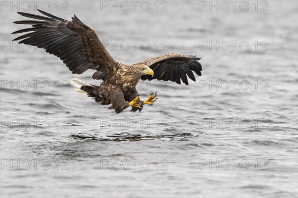 White-tailed eagle