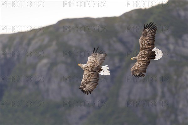 White-tailed eagle