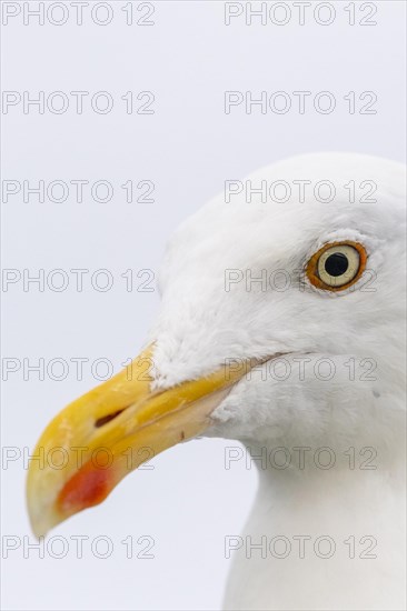 European herring gull