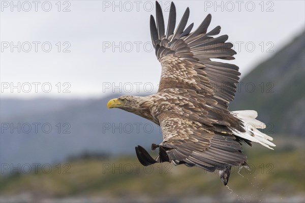 White-tailed eagle