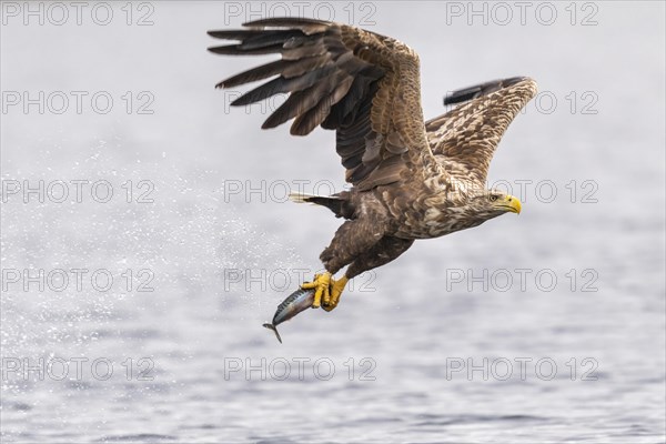 White-tailed eagle