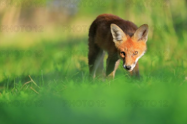 Red fox