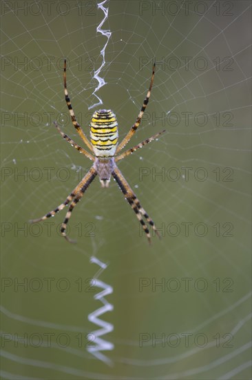 Wasp spider