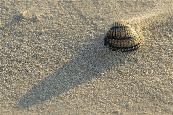 Cockle