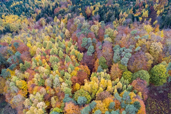 Autumn coloured mixed forest