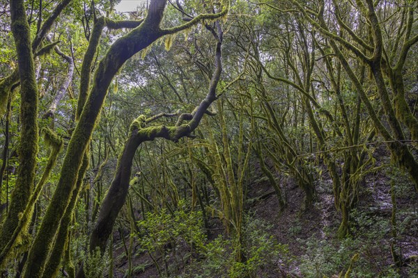 Laurel forest near El Cedro