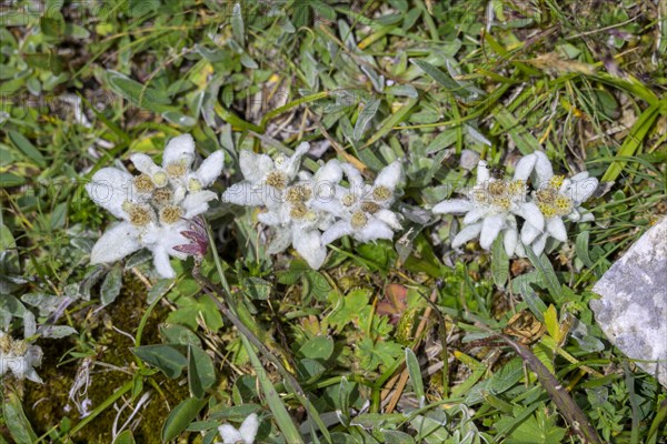 Alpine edelweiss