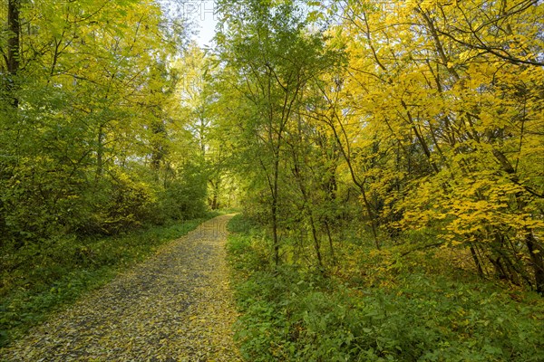 Autumn cycle path