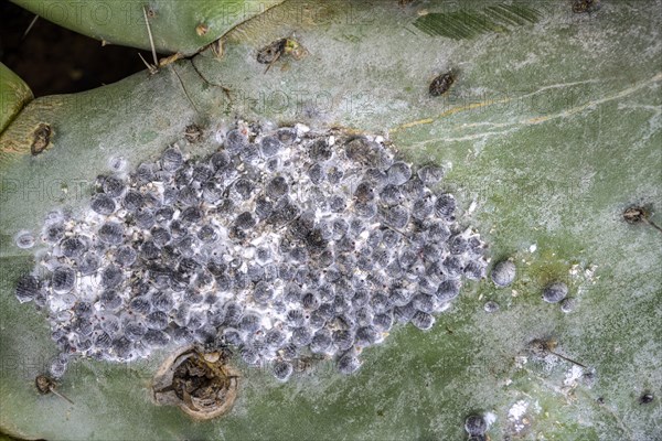 Cochineal