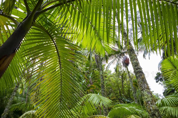 Tree ferns