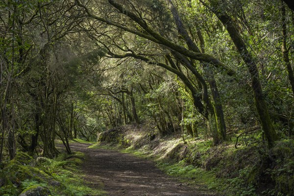 Wide hiking trail to the summit of Garajonay