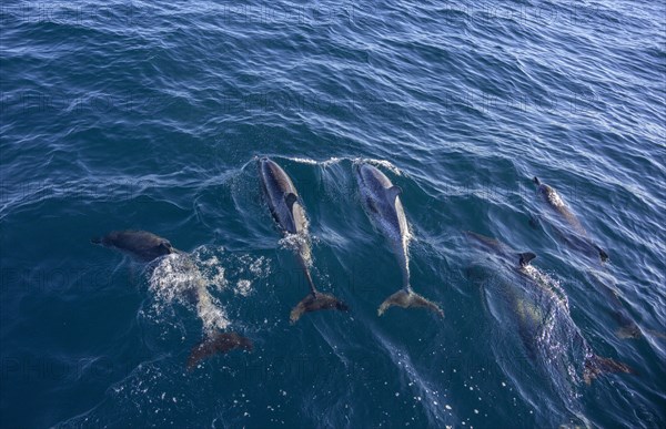 Spotted dolphins