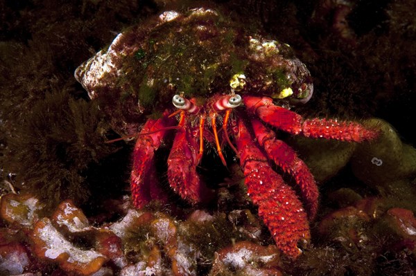 Striated hermit crab