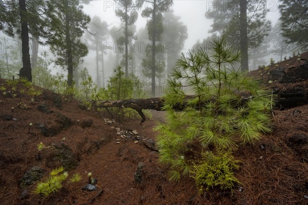 Canary island pine