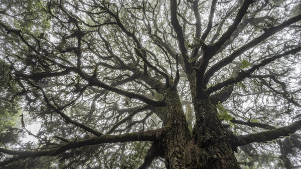 View from below of the crown of a Canary Island canary island pine