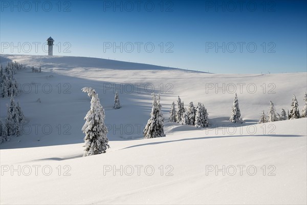 Snow-covered spruces