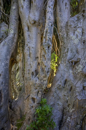 Canary canary islands dragon tree