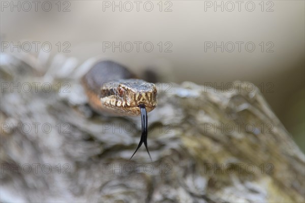 Common european viper