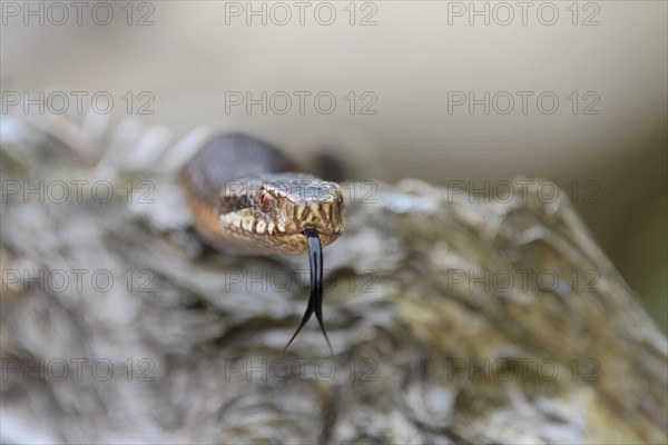 Common european viper