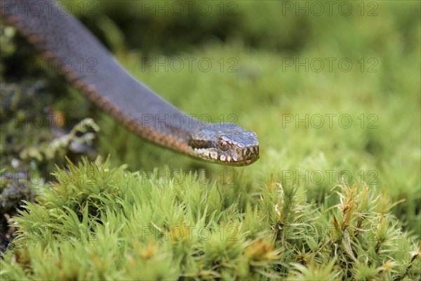 Common european viper