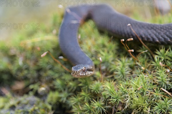 Common european viper