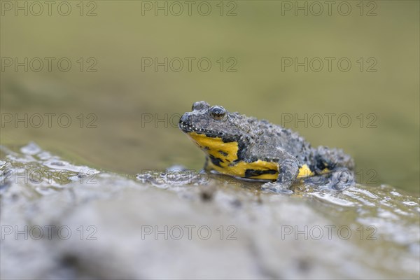 Yellow-bellied toad