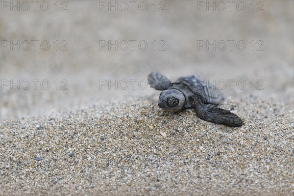 Loggerhead sea turtle