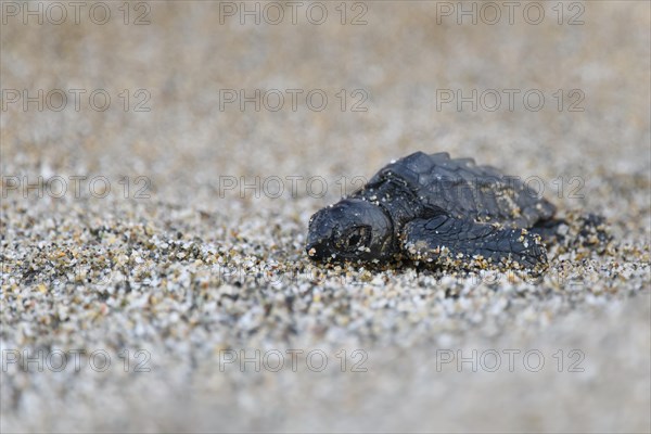 Loggerhead sea turtle