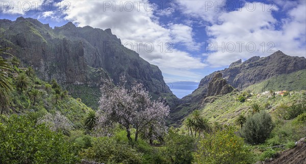 Flowering almond tree