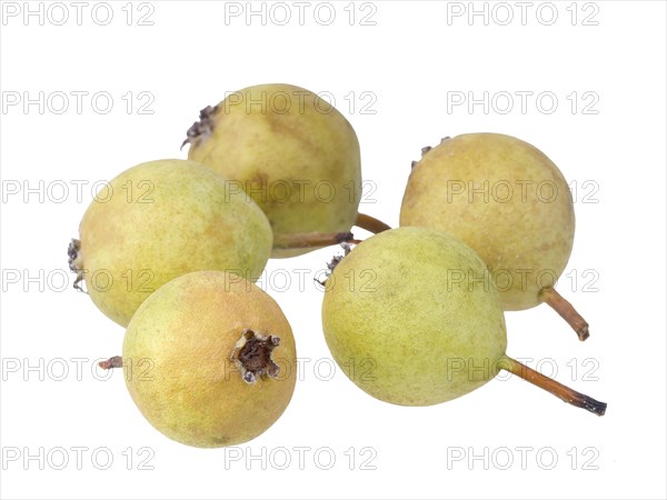 Pear Variety Norman Cider Pear