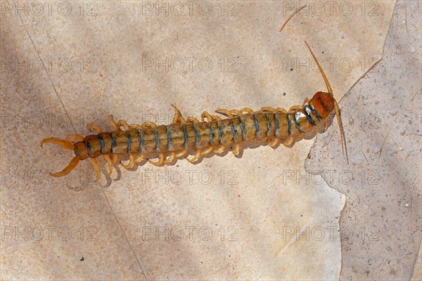 Megarian banded centipede