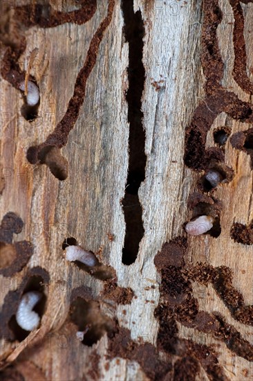 European spruce bark beetle